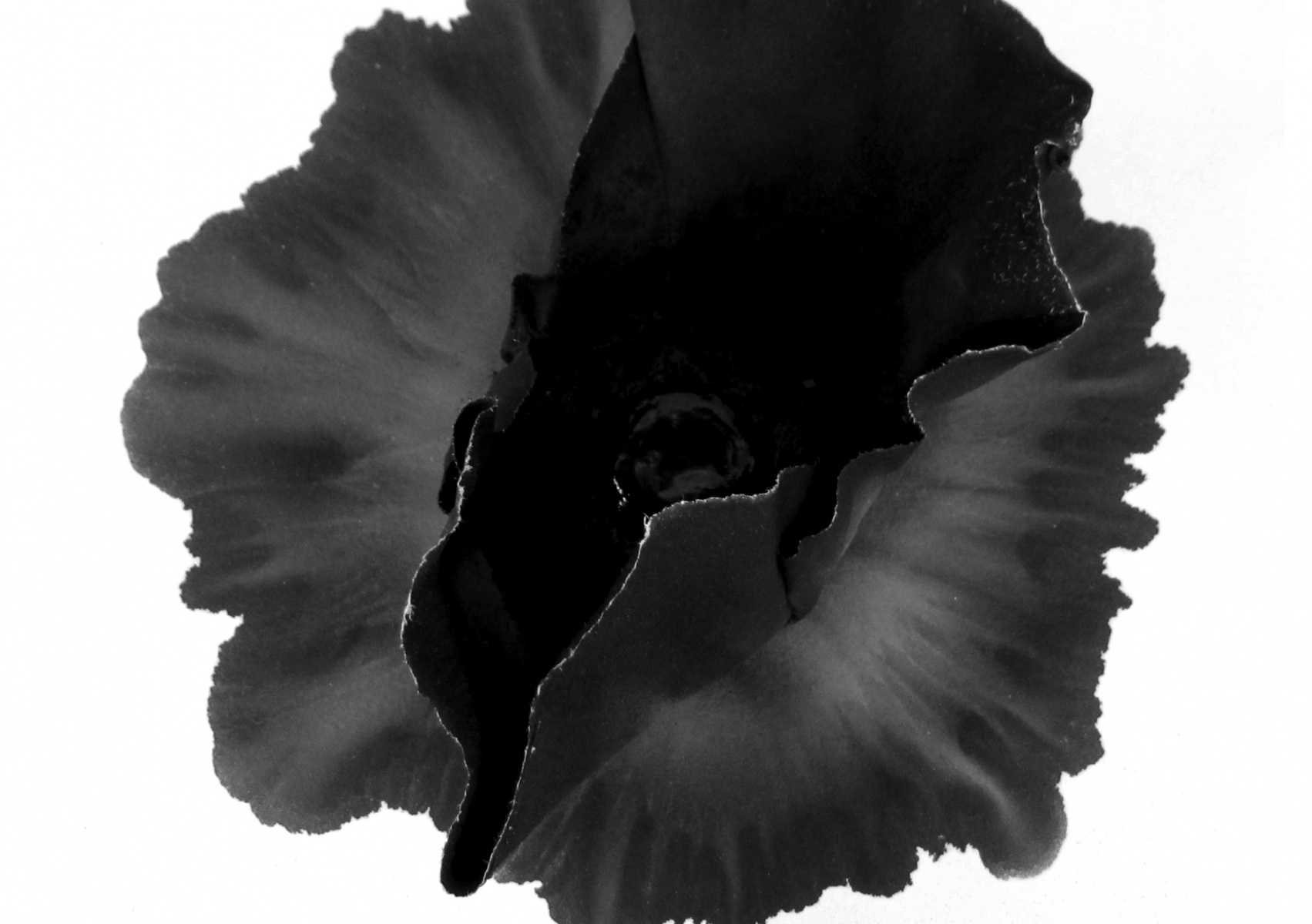 Black-ink-Cups22