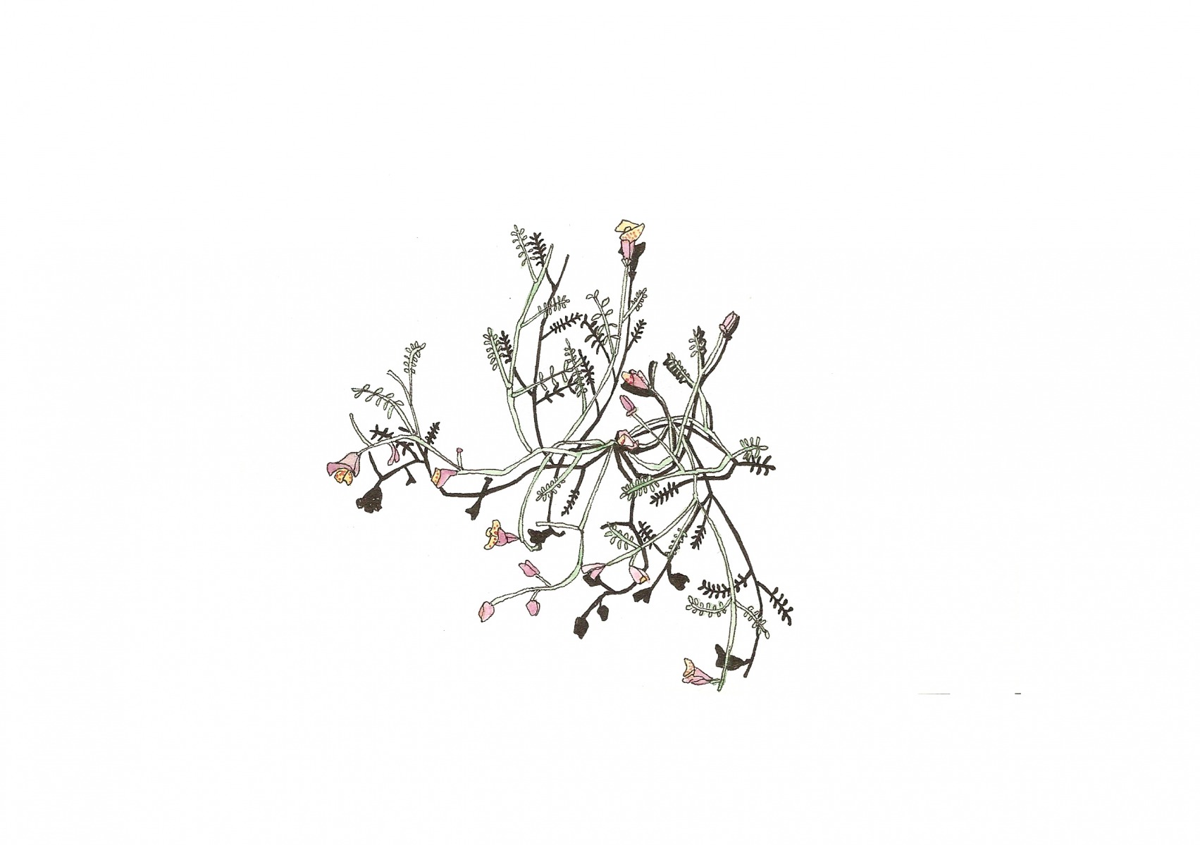 desertplants_edit