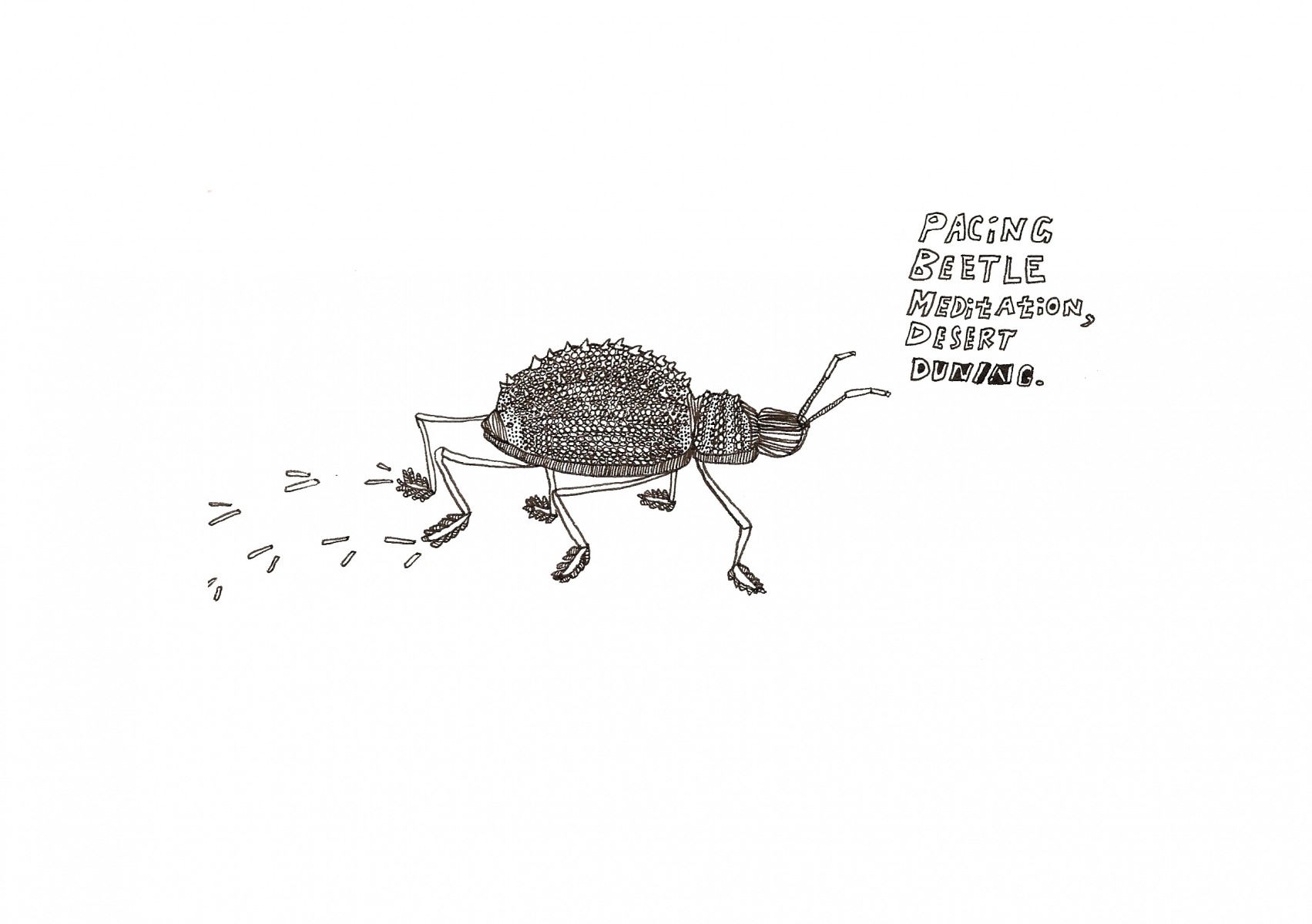 pacing-beetle_e