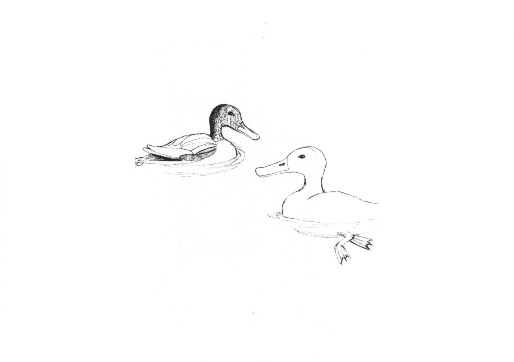 Ducks