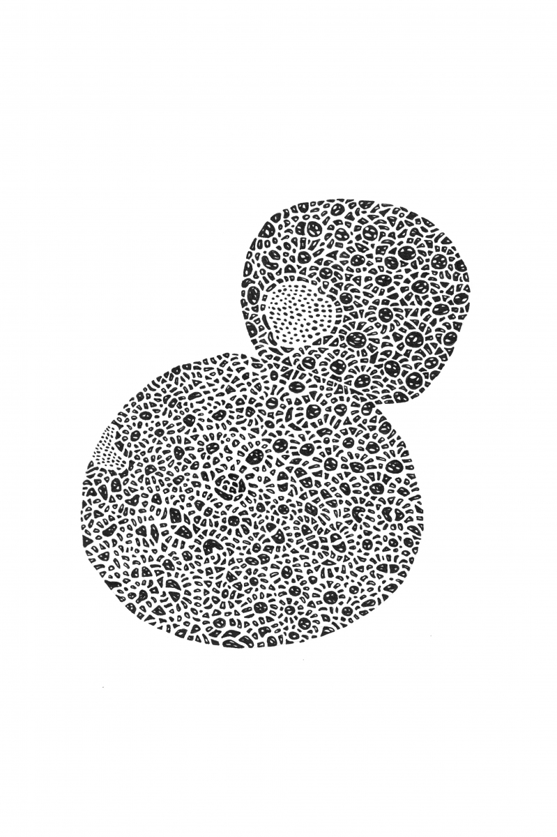 Spotted_eR