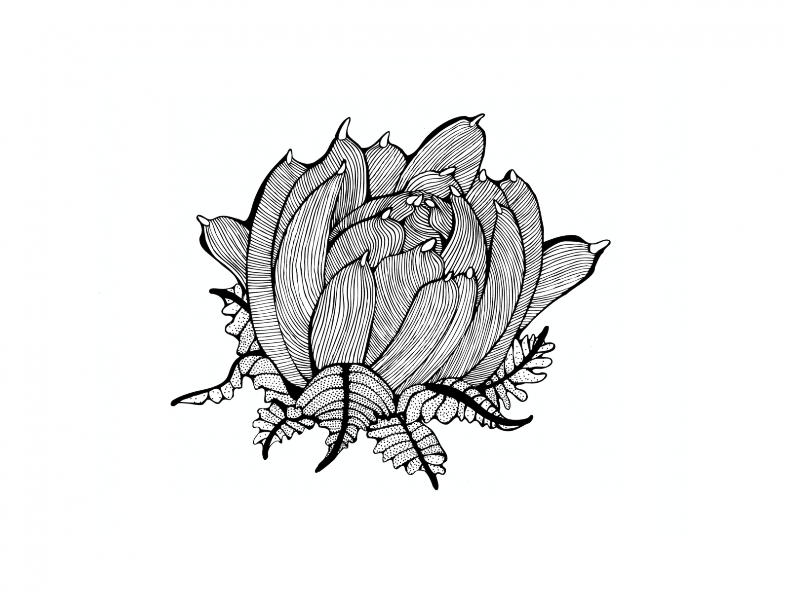 Waterlily