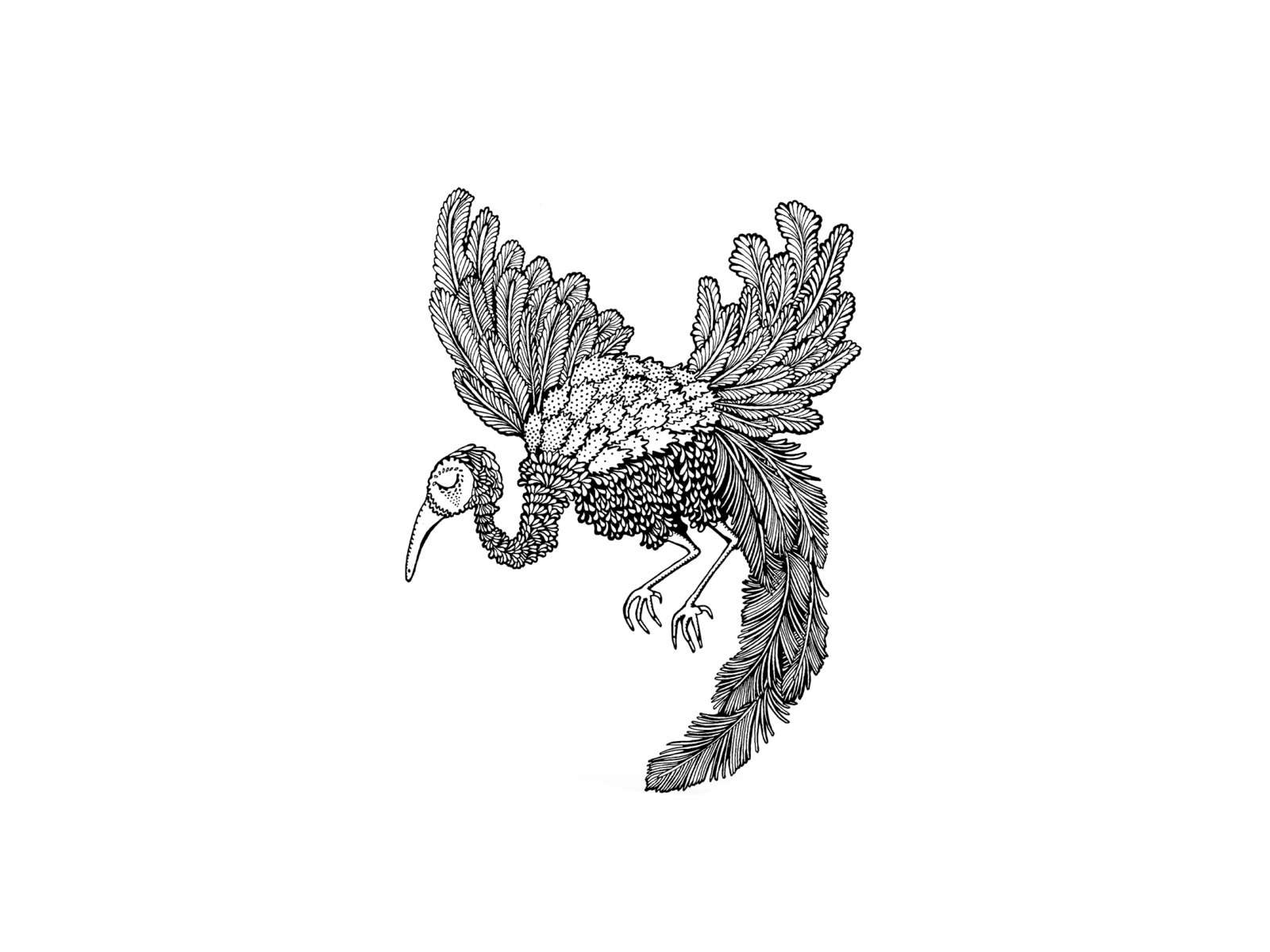 Thomas-bird